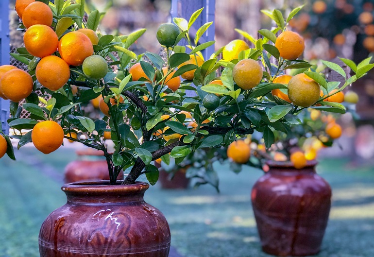 Thuốc trừ sâu cho cây quất Tết