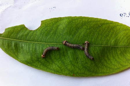 phun thuốc trừ sâu cho cây mai