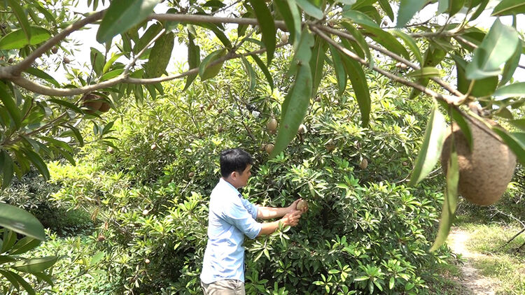 thuoc-tru-sau-cho-cay-hong-xiem