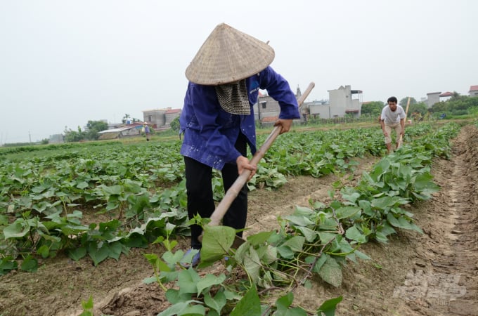 thuốc trừ cỏ cho khoai lang 