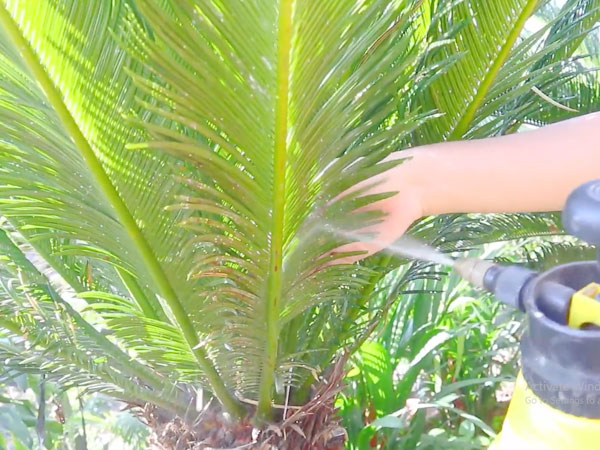 thuốc trừ sâu cho cây vạn tuế