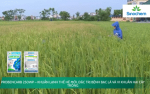 PROBENCARB 250WP