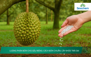 lượng phân bón cho sầu riêng