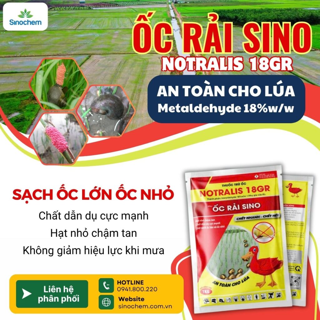 Ốc Rải SINO