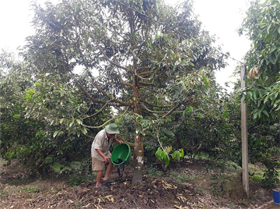 lượng phân bón cho sầu riêng