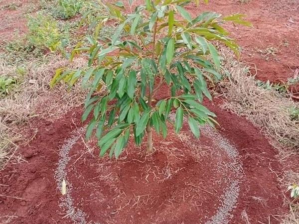 lượng phân bón cho sầu riêng