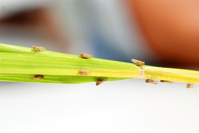 Dự Báo Sâu Bệnh