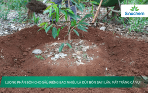 lượng phân bón cho sầu riêng