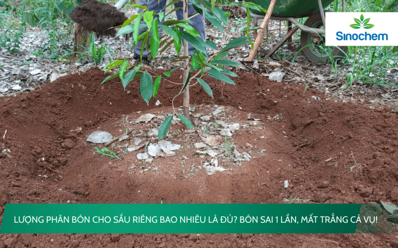 lượng phân bón cho sầu riêng