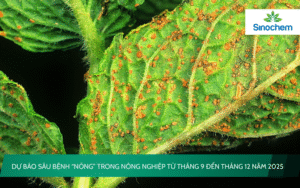 Dự Báo Sâu Bệnh