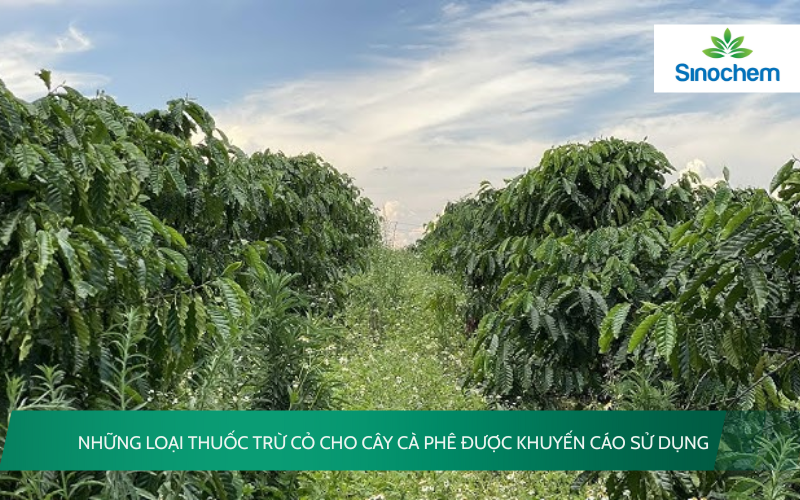 thuốc trừ cỏ cho cây cà phê