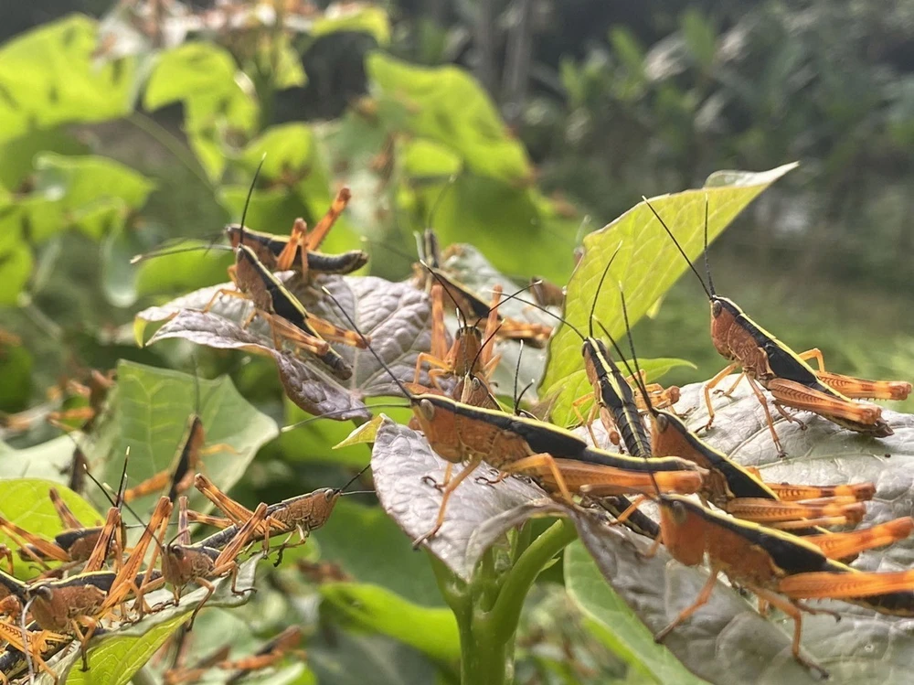 Dự Báo Sâu Bệnh