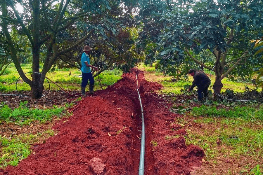 lượng phân bón cho sầu riêng