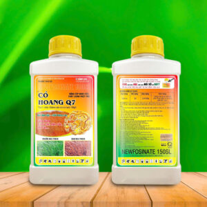 co-hoang-q7