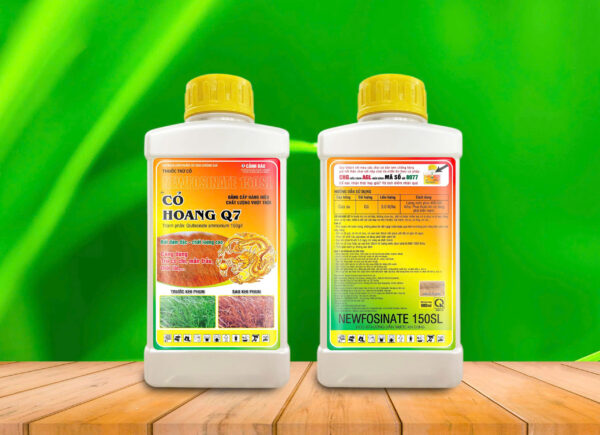 co-hoang-q7