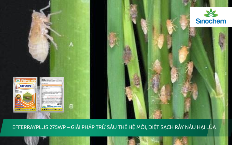EFFERRAYPLUS 275WP