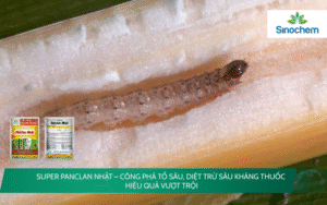 SUPER Panclan Nhật