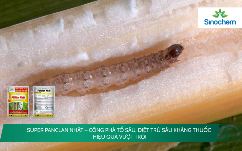 SUPER Panclan Nhật