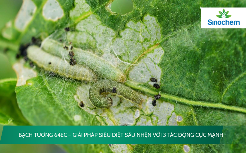 Bạch Tượng 64EC