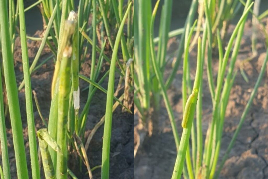 Bạch Tượng 64EC