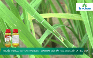 Voi Tuyệt Vời 67EC