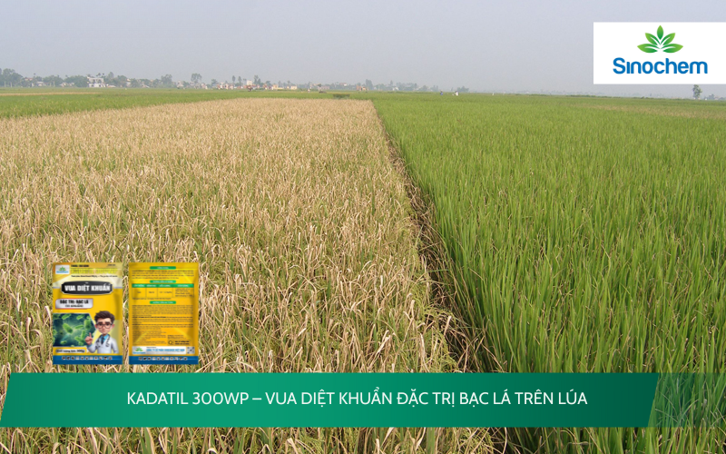 KADATIL 300WP