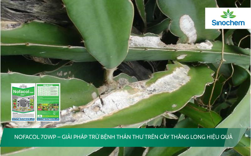 NOFACOL 70WP