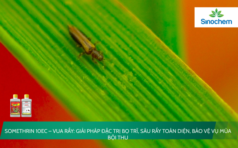 Somethrin 10EC
