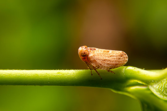 IMIPRID 10WP_Rầy 001