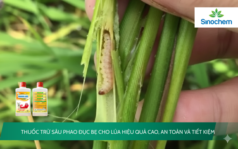 Thuốc trừ sâu phao đục bẹ cho lúa