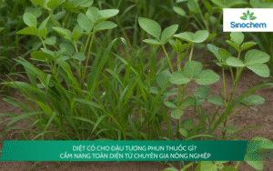 Diệt Cỏ Cho Đậu Tương Phun Thuốc Gì