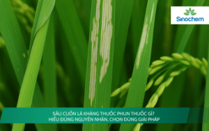 Sâu Cuốn Lá Kháng Thuốc