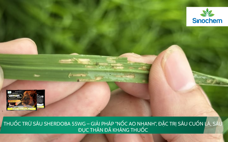 SHERDOBA 55WG