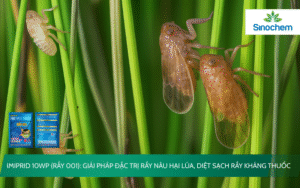 IMIPRID 10WP_Rầy 001