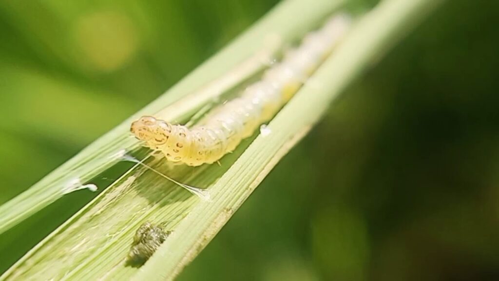 Sâu Cuốn Lá Kháng Thuốc