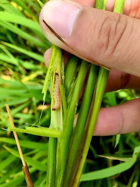 Thuốc trừ sâu phao đục bẹ cho lúa