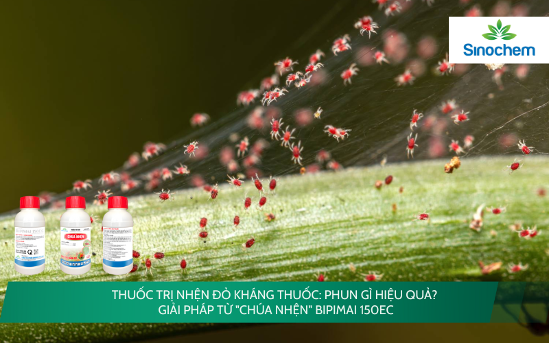 Thuốc Trị Nhện Đỏ Kháng Thuốc