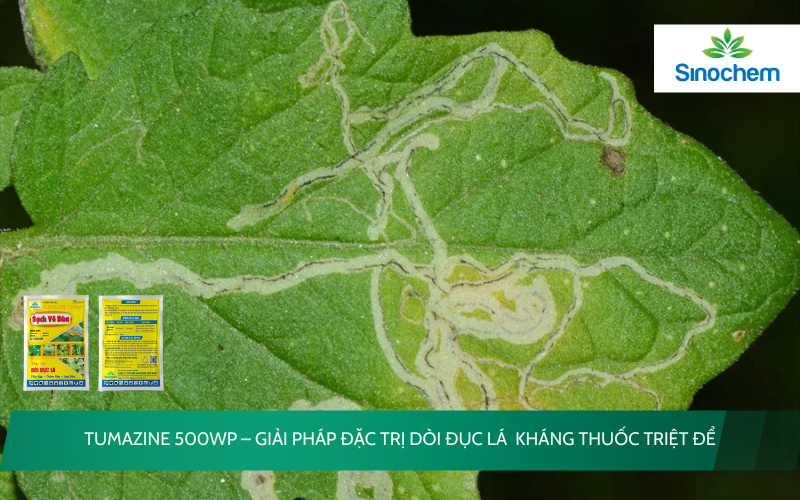 TUMAZINE 500WP