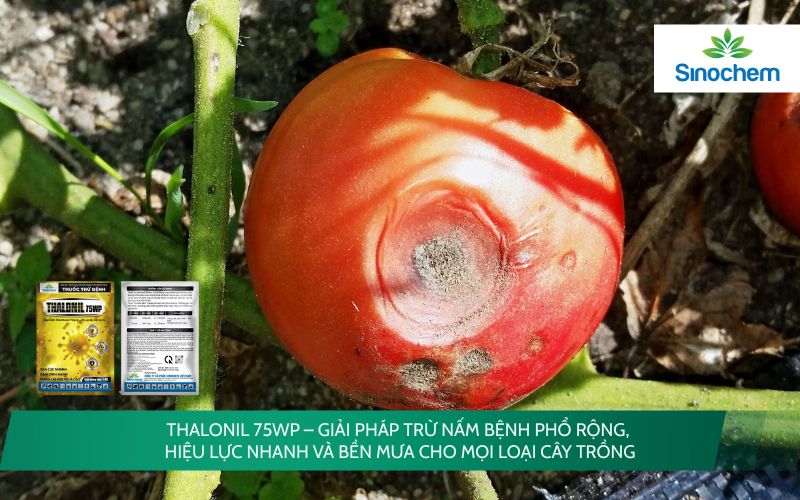 THALONIL 75WP