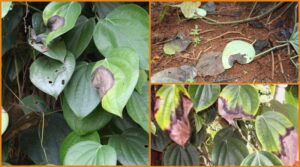 RILDZOMIGOL SUPER 68WG