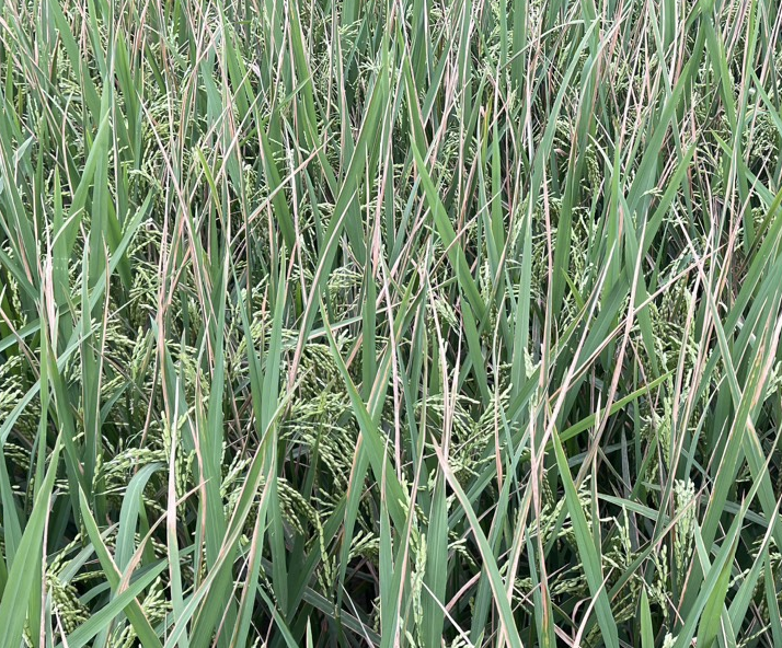 PROBENCARB 250WP + BIMSON 750WP