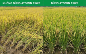 ATOMIN 15WP
