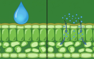 G.A 21 Hiệu Siêu Bám Dính