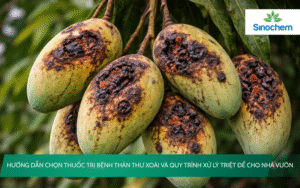 thuốc trị bệnh thán thư xoài