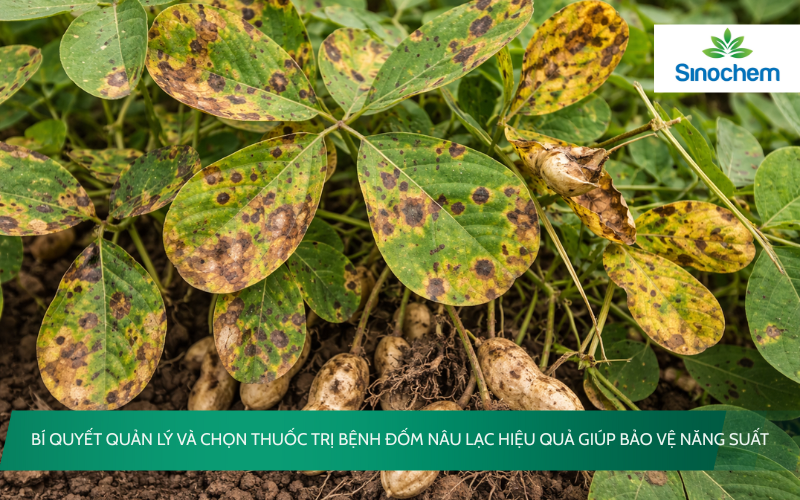 thuốc trị bệnh đốm nâu lạc