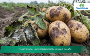 Thuốc Trị Bệnh Mốc Sương Khoai Tây