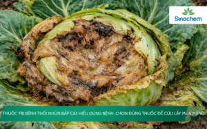Thuốc trị bệnh thối nhũn bắp cải