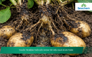 Thuốc trị bệnh thối gốc khoai tây