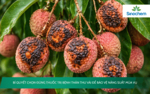 thuốc trị bệnh thán thư vải