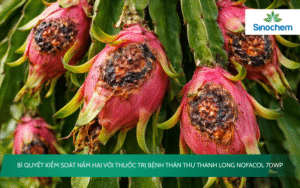 thuốc trị bệnh thán thư thanh long